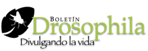 http://www.drosophila.es/wp-content/uploads/2011/10/logo_drosophila_nuevo-300x104.png