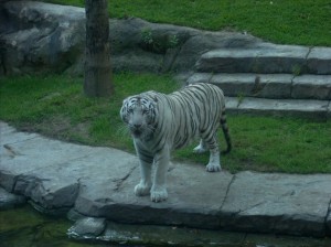 Tigre Blanco