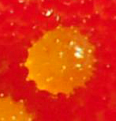 Polen
