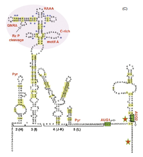 Estructura del elemento IRES en Virus Estructura del elemento IRES en Virus