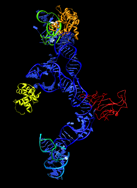 Elemento IRES visualizado con Chimera Elemento IRES visualizado con Chimera