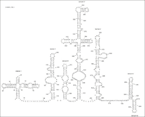 Elemento IRES del coxsackievirus B3