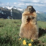 marmota