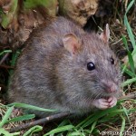 rata