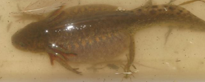Larva muy grande, de edad avanzada e inflada de Gallipato (Foto: Wouter de Vries). Larva muy grande, de edad avanzada e inflada de Gallipato (Foto: Wouter de Vries).