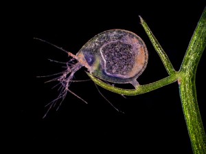 Honorable Mention - Mr. Jose R. Almodovar University of Puerto Rico Mayagüez - Mayagüez, Puerto Rico Specimen: Image of a bladder of an insectivorous plant (Utricularia) (40x) Honorable Mention - Mr. Jose R. Almodovar University of Puerto Rico Mayagüez - Mayagüez, Puerto Rico Specimen: Image of a bladder of an insectivorous plant (Utricularia) (40x)