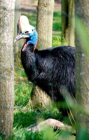 Especiacion Alopatrica