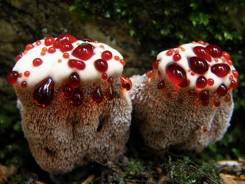 Bleeding tooth fungus - Hydnellum peckii