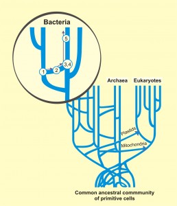 En la aparición de mitocondrias y cloroplastos se dio transferencia horizontal de genes hacia el núcleo de la célula anfitriona.