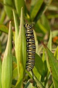 Larva de Mariposa monarca