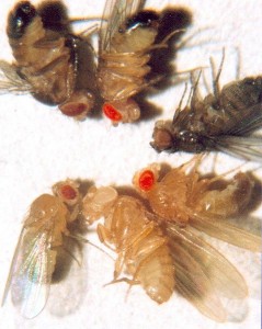 Distintas Drosophila melanogaster. El genoma de una especie sería como las piezas de un mecano con las que jugaría la evolución. Estas piezas contienen las instrucciones para hacer una mosca. 