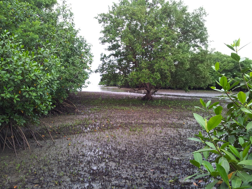Área de regeneración del manglar