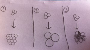 1. Hiperplasia / 2. Hipertrofia / 3. A umento de matriz