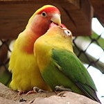 "Beso" entre ejemplares de Agapornis
