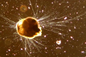 Ammonia tepida, una especie de foraminíferos.
