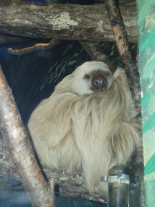 Imagen de wikipedia