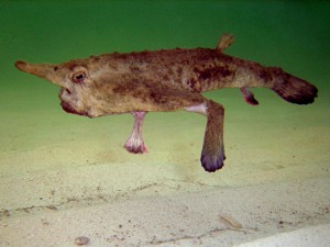Un ejemplar de Ogcocephalus nasutus con sus extrañas aletas.