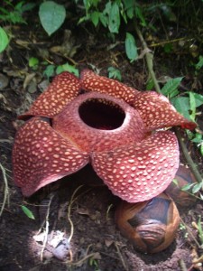 Rafflesia arnoldii, una planta endémica de Sumatra y Borneo.