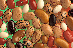 Semillas de Phaseolus vulgaris una de las plantas más cultivadas en 2012.