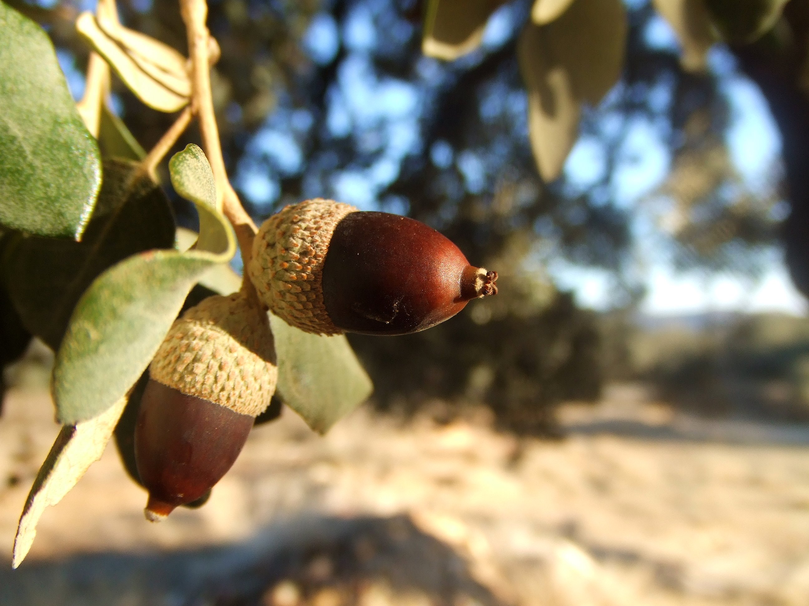 Toxicidad de la bellotas. Boletin drosophila