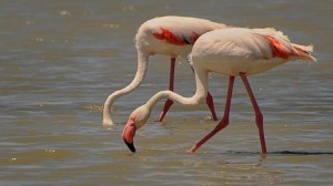 El flamenco (Phoenicopteriformes sp) es un ave típica de los humedales.