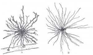 Un par de representaciones de células de la neuroglia.