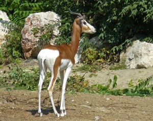 Ejemplar de gacela dama (Nanger dama, antiguamente denominada como Gazella dama) 