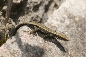 Ejemplar de lagartija de Valverde (Algyroides marchi)