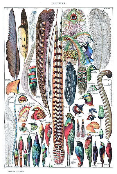 http://www.drosophila.es/wp-content/uploads/2014/03/403px-Types_de_plumes._-_Larousse_pour_tous_-1907-1910-.jpg