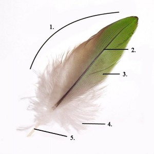 Partes de una pluma: 1. Estandarte o vexilo 2. Raquis 3. Barbas plumáceas 4. Barbas plumosas 5. Cálamo o cañón.