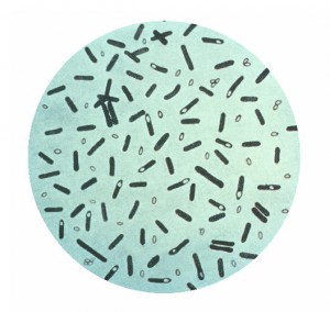 Bacterias de la especie Clostridium botulinum