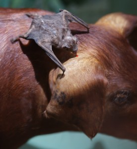 Recreación de un ejemplar atacando a un cerdo