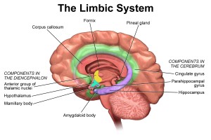 Sistema límbico