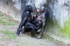 Los bonobos utilizan el acto sexual como una herramienta social, no solo como un acto reproductivo. Imagen de Wikipedia.