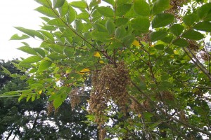 Árbol de la laca, Toxicodendron vernicifluum.