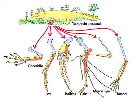 http://www.drosophila.es/wp-content/uploads/2014/08/filogenia.jpg