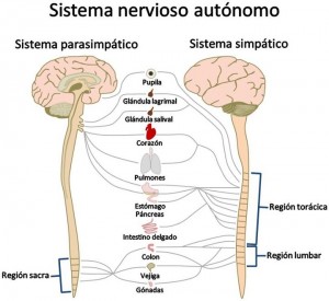Esquema del Sistema Nervioso Autónomo, tanto del simpático como del parasimpático. Adjunto aparecen diferentes zonas corporales y a qué nivel del SNA bien parasimpático, bien simpático se encuentran reguladas.