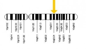 El gen PTEN se localiza en el brazo largo o q del cromosoma 10, más concretamente, ocupa la posición 23.3, señalada en imagen con la flecha.