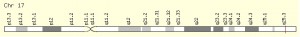 Cromosoma 17 humano, donde se indica la zona mutada, desencadenante del síndrome de Sanfilippo.