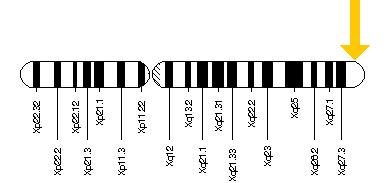 Cromosoma X mostrando zona mutación del gen MECP2