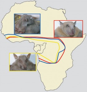 Distribución geográfica de las principales especies quirópteras que sirven de reservorio para el virus del ébola