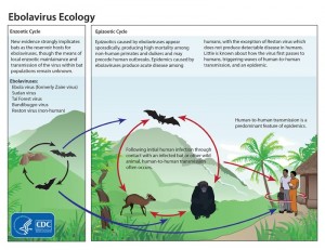 Ciclo ecológico del virus ébola. Fuente: Center for Disease Control and Prevention (CDC). USA