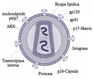 Estructura del virus del SIDA. Un virión del VIH tiene una forma esférica con un diámetro de 80-100 nm. Está constituido por tres capas: la exterior es una bicapa lipídica; la capa intermedia está constituida por la nucleocápside icosaédrica y la capa interior tiene forma de un cono truncado, tal y como puede observarse en la imagen.