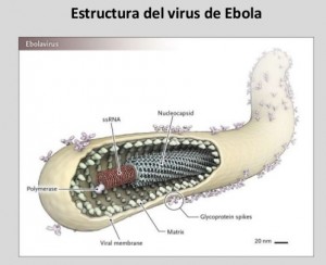 Estructura del virus Ébola. Fuente: Feldmann H. N Engl J Med 2014;371:1375-1378