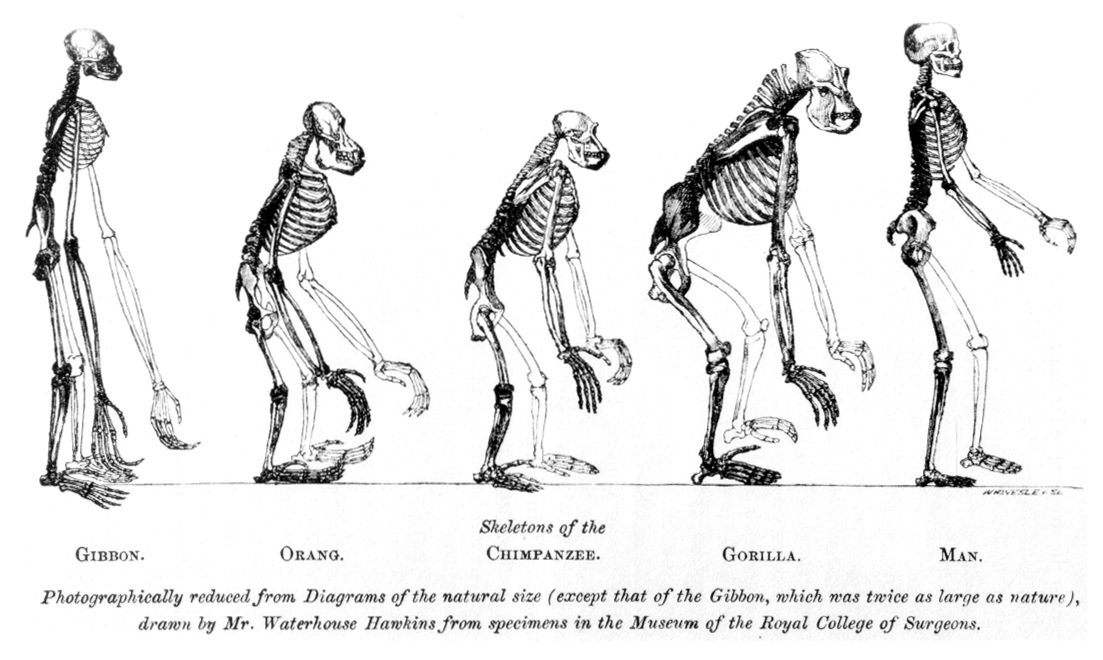 http://www.drosophila.es/wp-content/uploads/2015/01/Huxley_-_Mans_Place_in_Nature.jpg