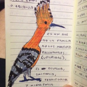 Dibujo de Upupa epops. Dibujo de Upupa epops.