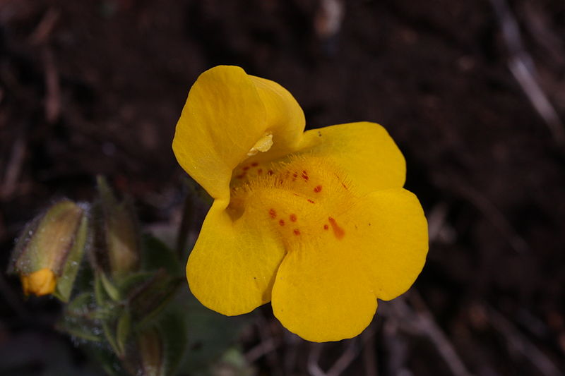 http://www.drosophila.es/wp-content/uploads/2015/01/Mimulus-guttatus.jpg