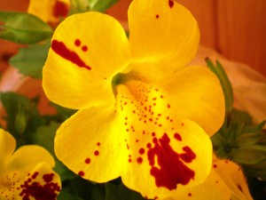 Mimulus luteus es nativa de algunas regiones de América del Sur. Mimulus luteus es nativa de algunas regiones de América del Sur.