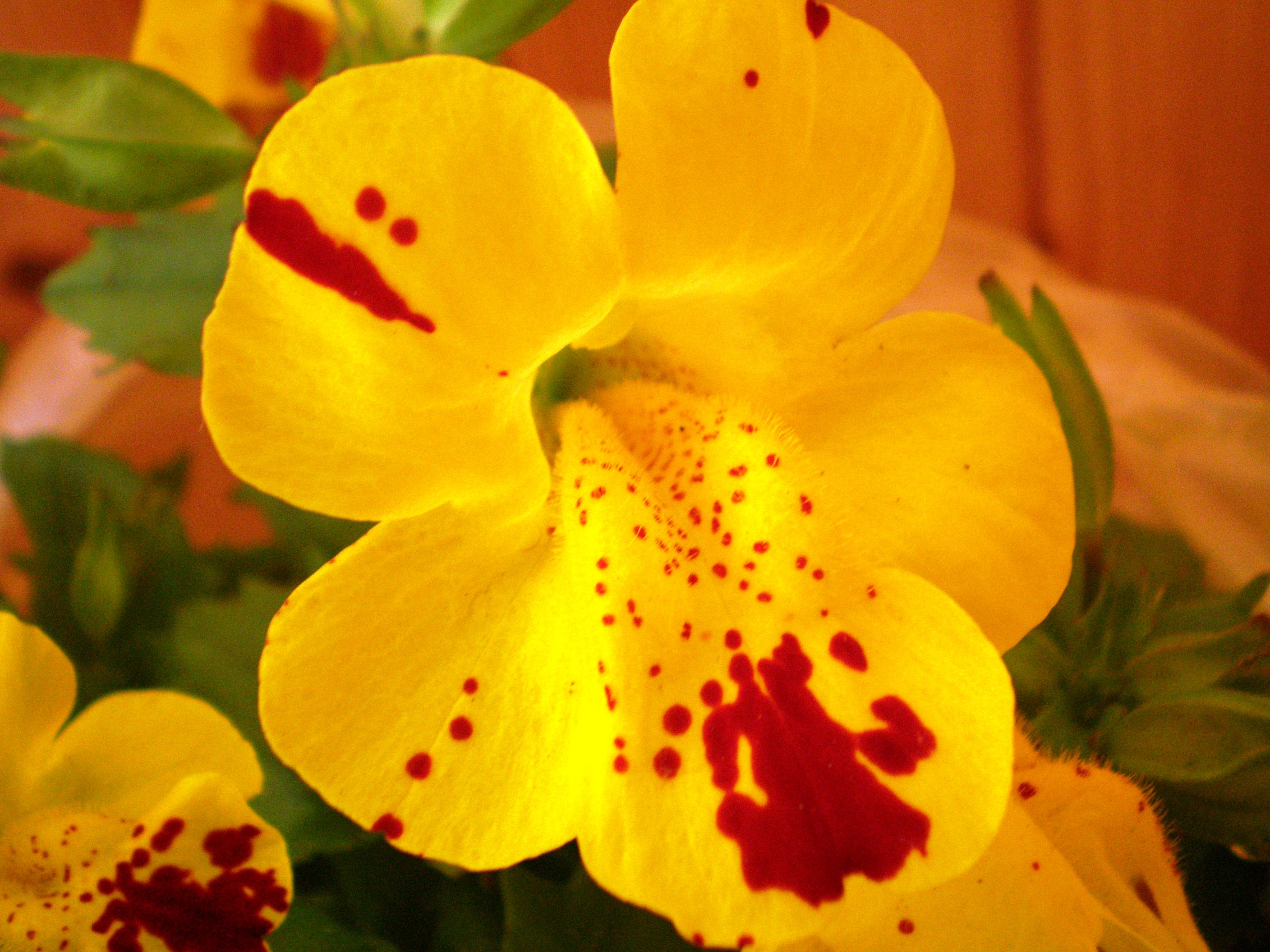 http://www.drosophila.es/wp-content/uploads/2015/01/Mimulus-luteus.jpg