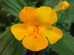 Mimulus peregrinus es una especie que habría surgido tras la hibridación entre dos especies invasoras.